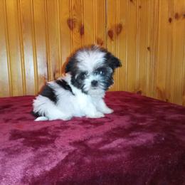 Havanese, Miniature Schnauzer, and Yorkshire Terrier Puppies from Ashley Nicole Ranch