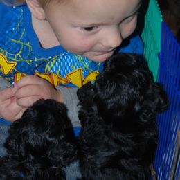 Havanese Puppies from Selah Havanese