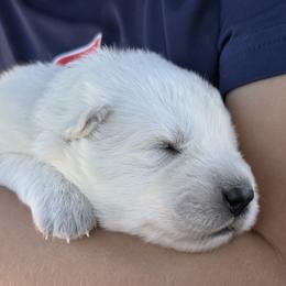 Boy 3 - male Berger Blanc Suisse puppy in Bexar County, Texas from Scenic Creek German Shepherds and White Swiss Shepherds