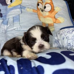 Donatello - Liver and white male Shih Tzu puppy in Springfield, Missouri from Lopez Family Tails