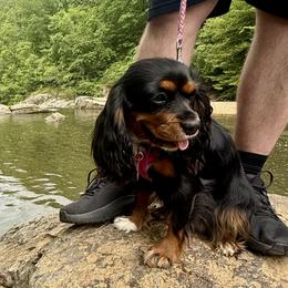 Cavalier King Charles Spaniels from Cavaliers of Ranchwood Acres
