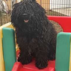 Stormy - Puli