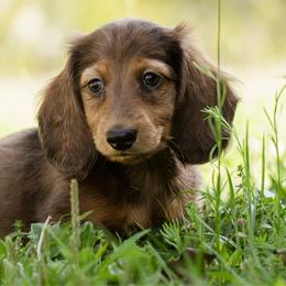 Roman - Red male Dachshund puppy in Tallahassee, Florida from EntityDachs