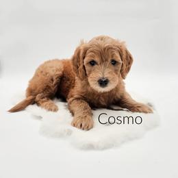 Cosmo - Red  female Goldendoodle puppy in Wooster, Ohio from Cynology Doodles