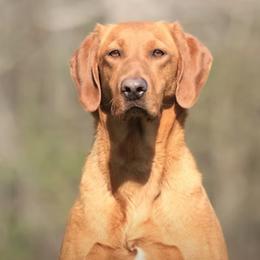 Roux - Labrador Retriever