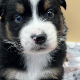 Boy 3 - male Australian Shepherd puppy in California, Kentucky from R and B Aussies