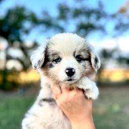 Frappe - Blue merle and white female American Corgi puppy in Bayard, Nebraska from Puppies by Alies