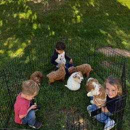 Cavapoos and English Springer Spaniels from Smokey Hollow Puppies
