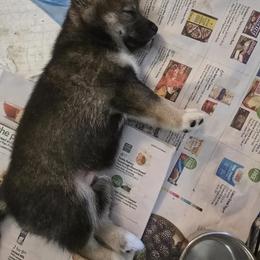 Shiba Inu Puppies from ScrapiShibas