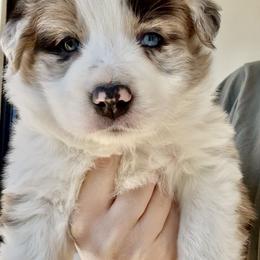 AKC CHAMPION BLOODLINE-  CHAI - Sable merle male Border Collie puppy in Conroe, Texas from Aloha Border Collies