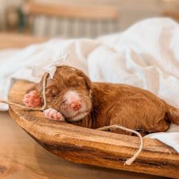 Louise - Red  female Goldendoodle puppy in Iola, Texas from Supreme Doodles of Texas
