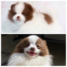 Indy - Pomeranian