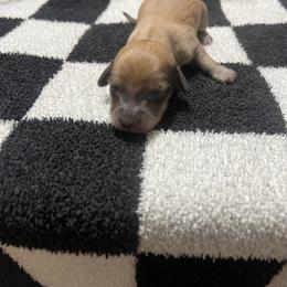 Holly - Cream female Dachshund puppy in Kingston, Oklahoma from Texoma Doxies