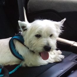 Harvey - West Highland White Terrier