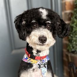 Bernie - Bernedoodle