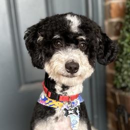 Bernie - Bernedoodle