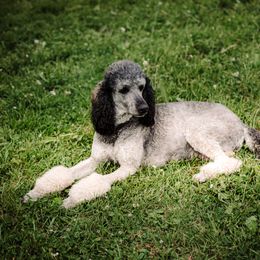 Sheepadoodle Puppies from Life Unleashed Farm