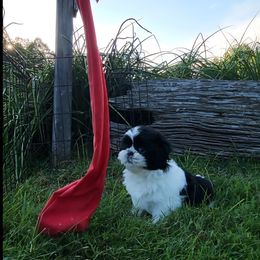 Dalmatian and Shih Tzu Puppies from Mountain Pass Barn