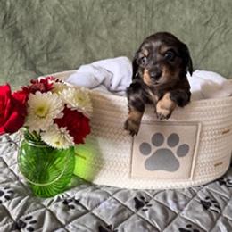 Black and Cream Silver Dapple Male - Dapple male Dachshund puppy in Delta, Colorado from Weinderful Dachshunds