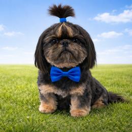 Dobby - Shih Tzu