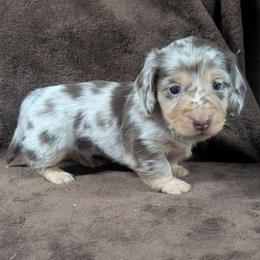 AKC Chocolate Dapple Boy 1 - Dapple male Dachshund puppy in Choctaw, Oklahoma from TS Performance Horses & Dachshunds