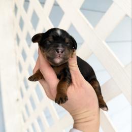 Boy 2 - Phantom male Bernedoodle puppy in Wamego, Kansas from Doodles of Oz