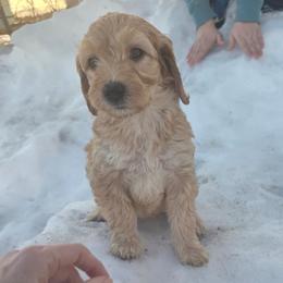 Lucy - Apricot female Aussiedoodle puppy in Cumberland, Rhode Island from W Doodle Crew