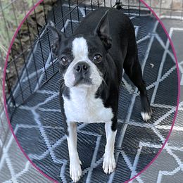 Poppy - Boston Terrier