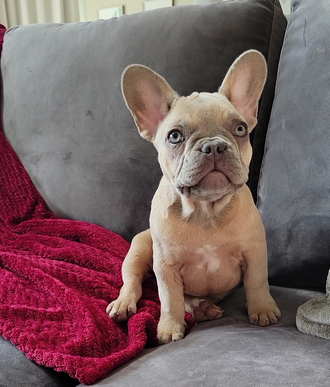 Lila - French Bulldog puppy in Prosper, Texas from Luz French Bulldogs