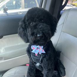 Dolly - Goldendoodle