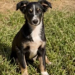 Orion - Black tri male Miniature Australian Shepherd puppy in Macomb, Missouri from Show Me MO Aussies