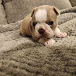 Boston Terrier Puppies from Bostic's bostons