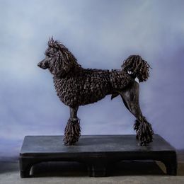 Zevon - Poodle