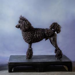 Zevon - Poodle