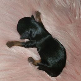 Girl 1 - Black and tan female Yorkshire Terrier puppy in Cottageville, South Carolina from Mandy's Poodle's