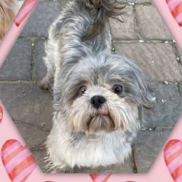 Shih Tzus from Shih Tzu Crue