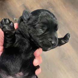 Elvis - Black male Miniature Schnauzer puppy in Interlachen, Florida from Pam's Schnauzers