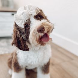 Bernedoodles, Goldendoodles, and Poodles from Gravelle Family Farm