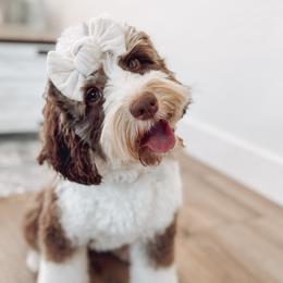 Bernedoodles, Goldendoodles, and Poodles from Gravelle Family Farm
