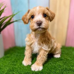 Charley - Wheaten male Miniature Schnauzer puppy in Lufkin, Texas from C&K’s Schnauzer House