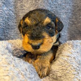 White aka Arlo - Black and tan male Airedale Terrier puppy in Mooresville, North Carolina from Farm 55