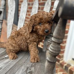 Green boy - Red  male Goldendoodle puppy in Mint Hill, North Carolina from DoodleForever