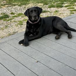 Allie - Labrador Retriever