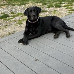 Allie - Labrador Retriever