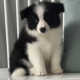 Tilly - Black female Border Collie puppy in Dunn, North Carolina from Coylety Kennel