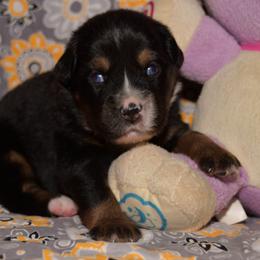 Miniature Australian Shepherd Puppies from JnT's Bluegrass Mini Aussies