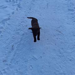 Purple - Dark brown female Chesapeake Bay Retriever puppy in Michigan from Blackwood Chesapeakes