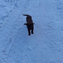 Purple - Dark brown female Chesapeake Bay Retriever puppy in Michigan from Blackwood Chesapeakes