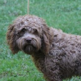Rusty - Goldendoodle