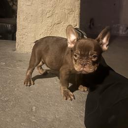 Chapparito - Tricolors male French Bulldog puppy in Los Angeles, California from westsidefrenchies